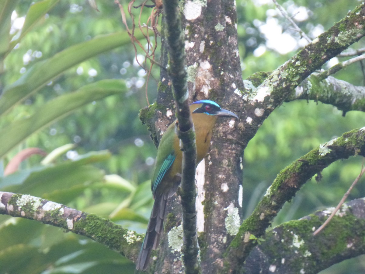 Amazonasmotmot - ML231147951