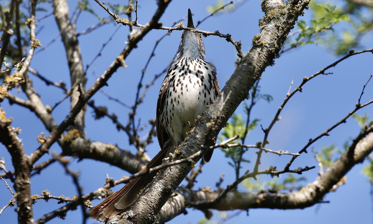 Тремблер рудий - ML231149011