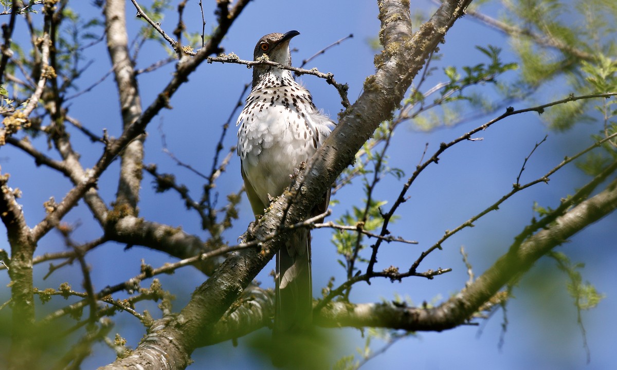 Тремблер рудий - ML231149031