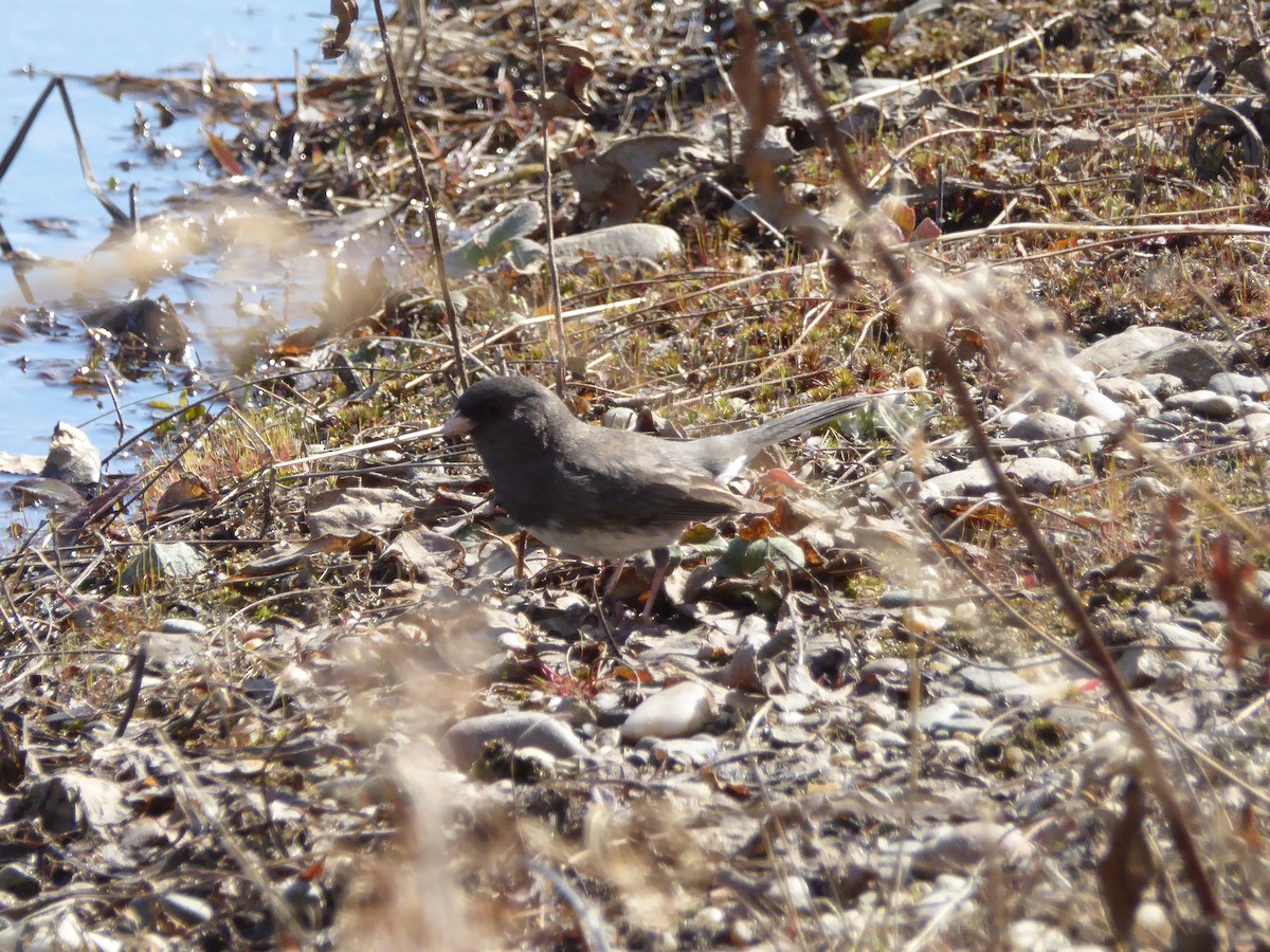 strnadec zimní (ssp. hyemalis/carolinensis) - ML231149531