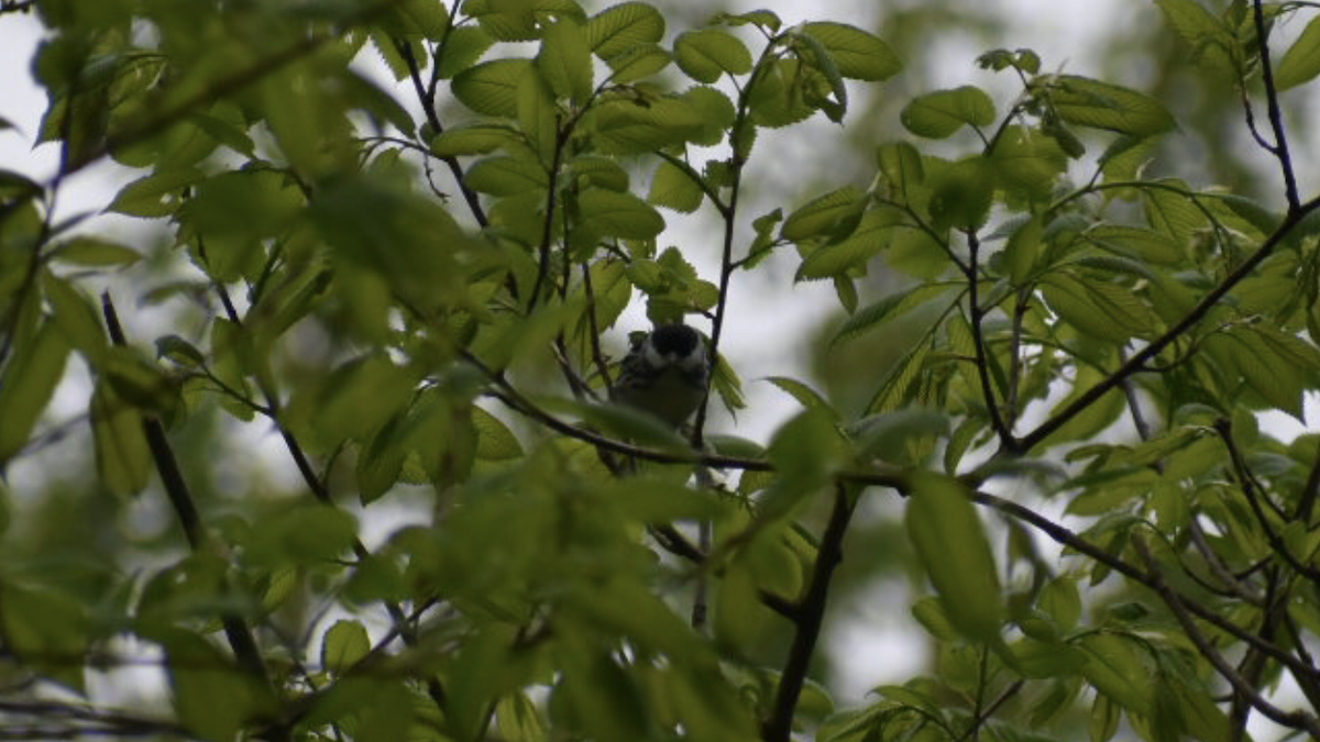 Blackpoll Warbler - ML231153771