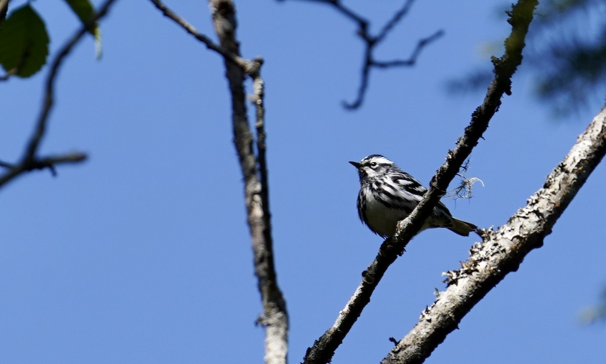 Black-and-white Warbler - ML231155361