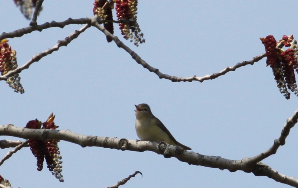 Warbling Vireo - ML231156431