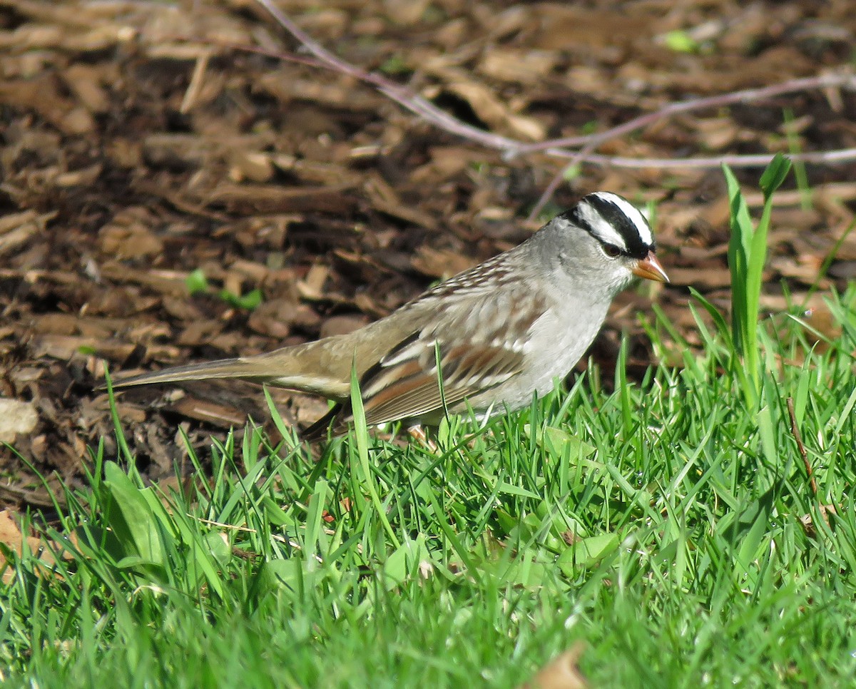 White-crowned Sparrow - ML231156551