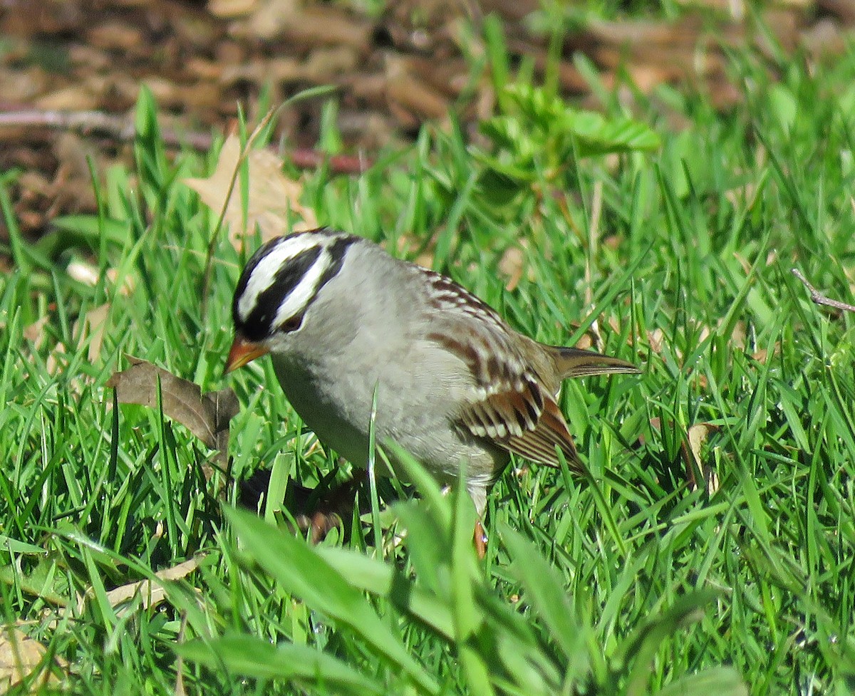 White-crowned Sparrow - ML231156561