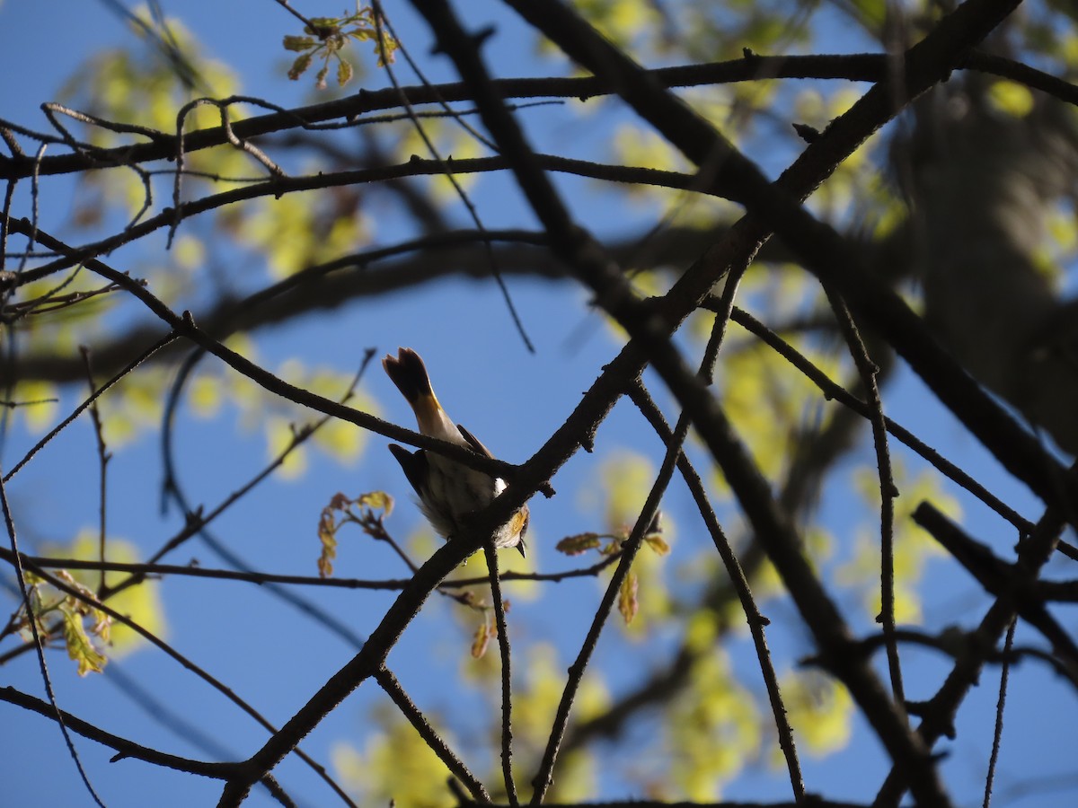 American Redstart - ML231156641