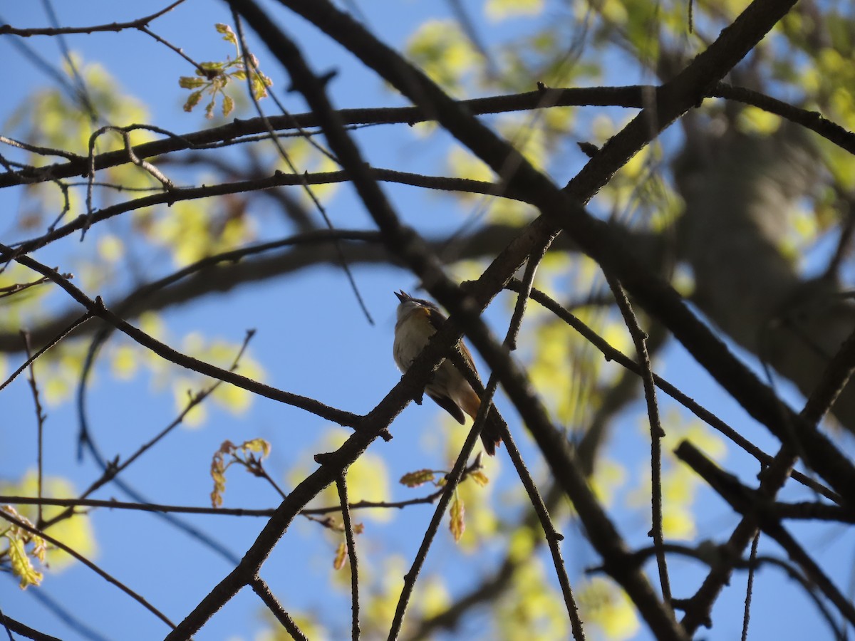 American Redstart - ML231156661