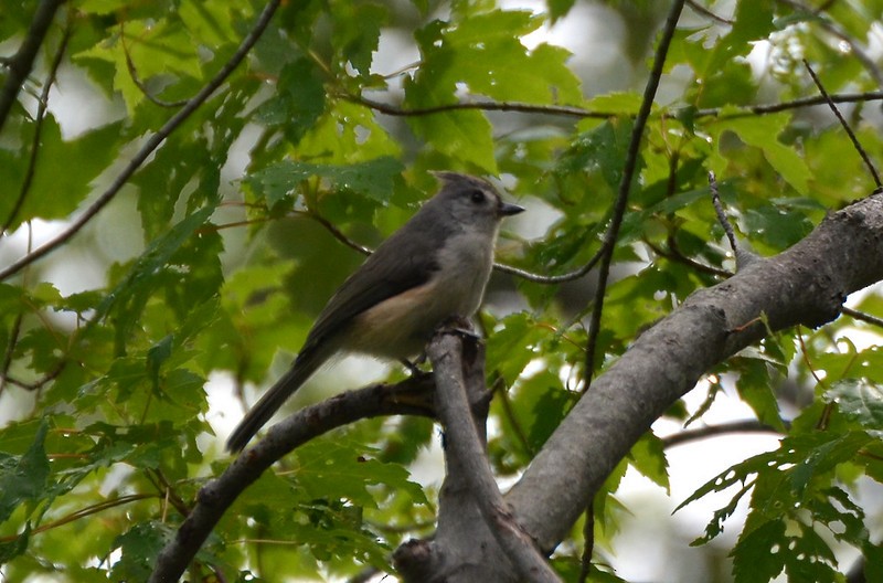 Tufted Titmouse - ML231157881