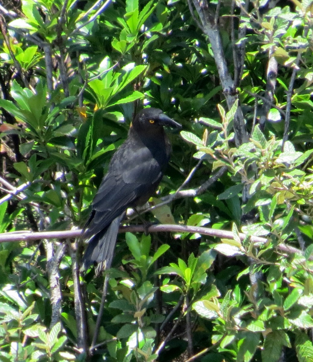 Black Currawong - ML231160991