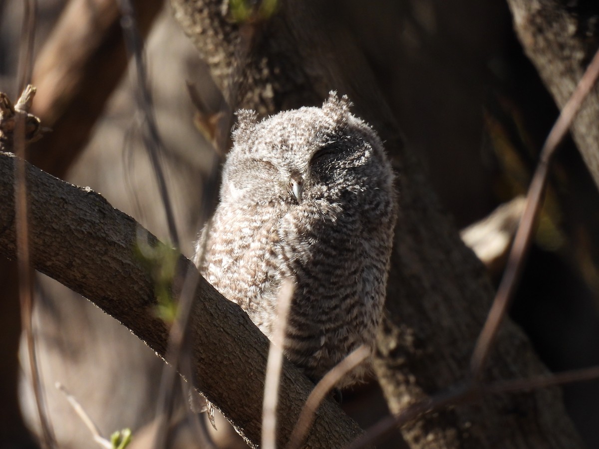 Eastern Screech-Owl - Jay Solanki