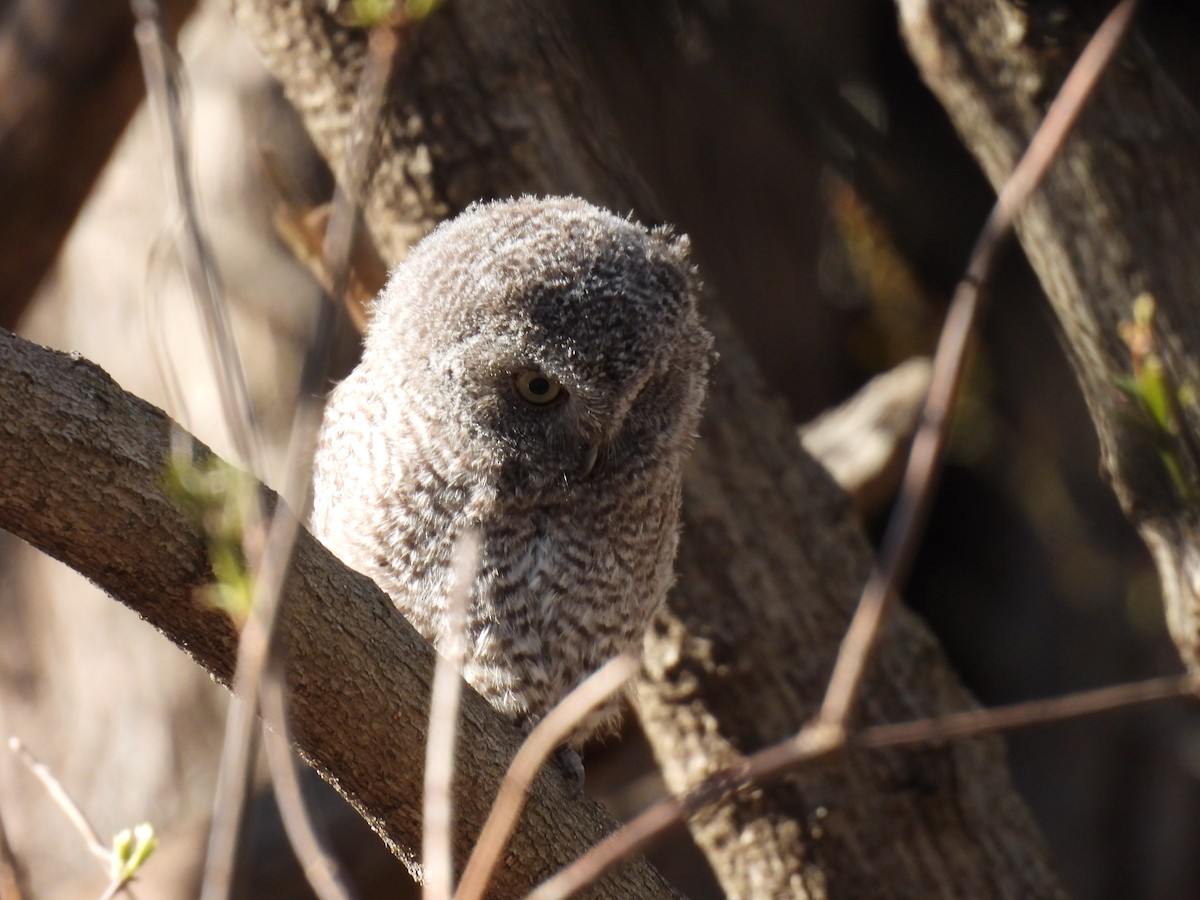 Eastern Screech-Owl - Jay Solanki