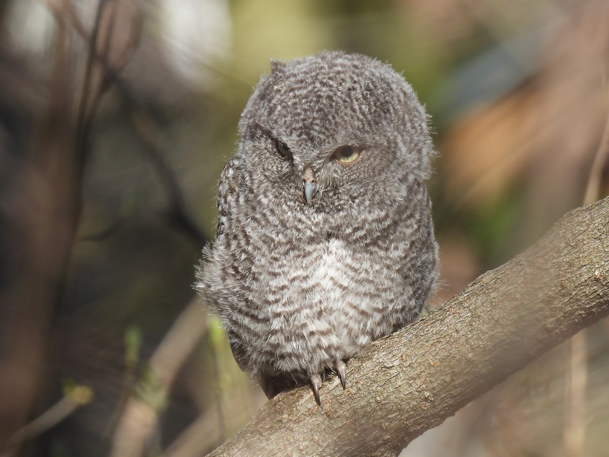 Eastern Screech-Owl - Jay Solanki