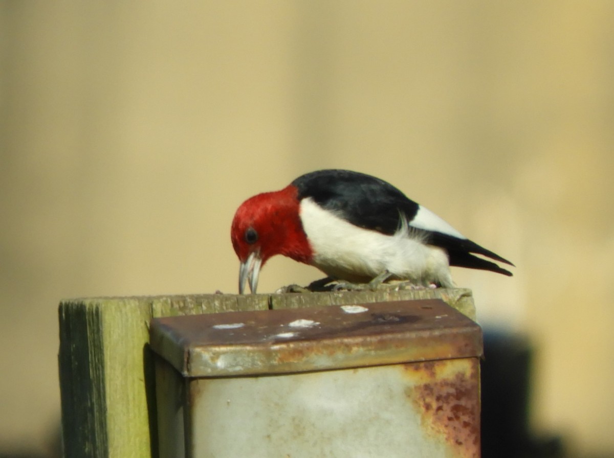 Red-headed Woodpecker - ML231162031