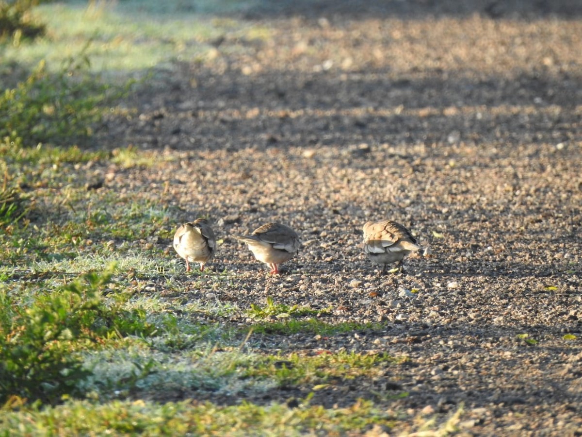 Picui Ground Dove - Fabian Lertora