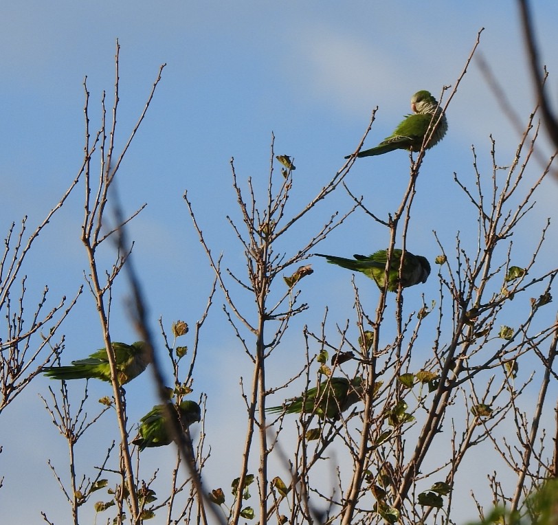 Monk Parakeet - Fabian Lertora