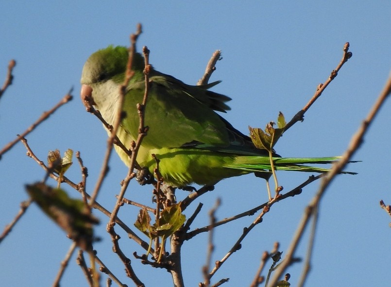 Monk Parakeet - ML231163011