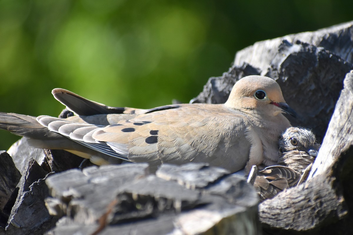 Mourning Dove - Caleb Snarr