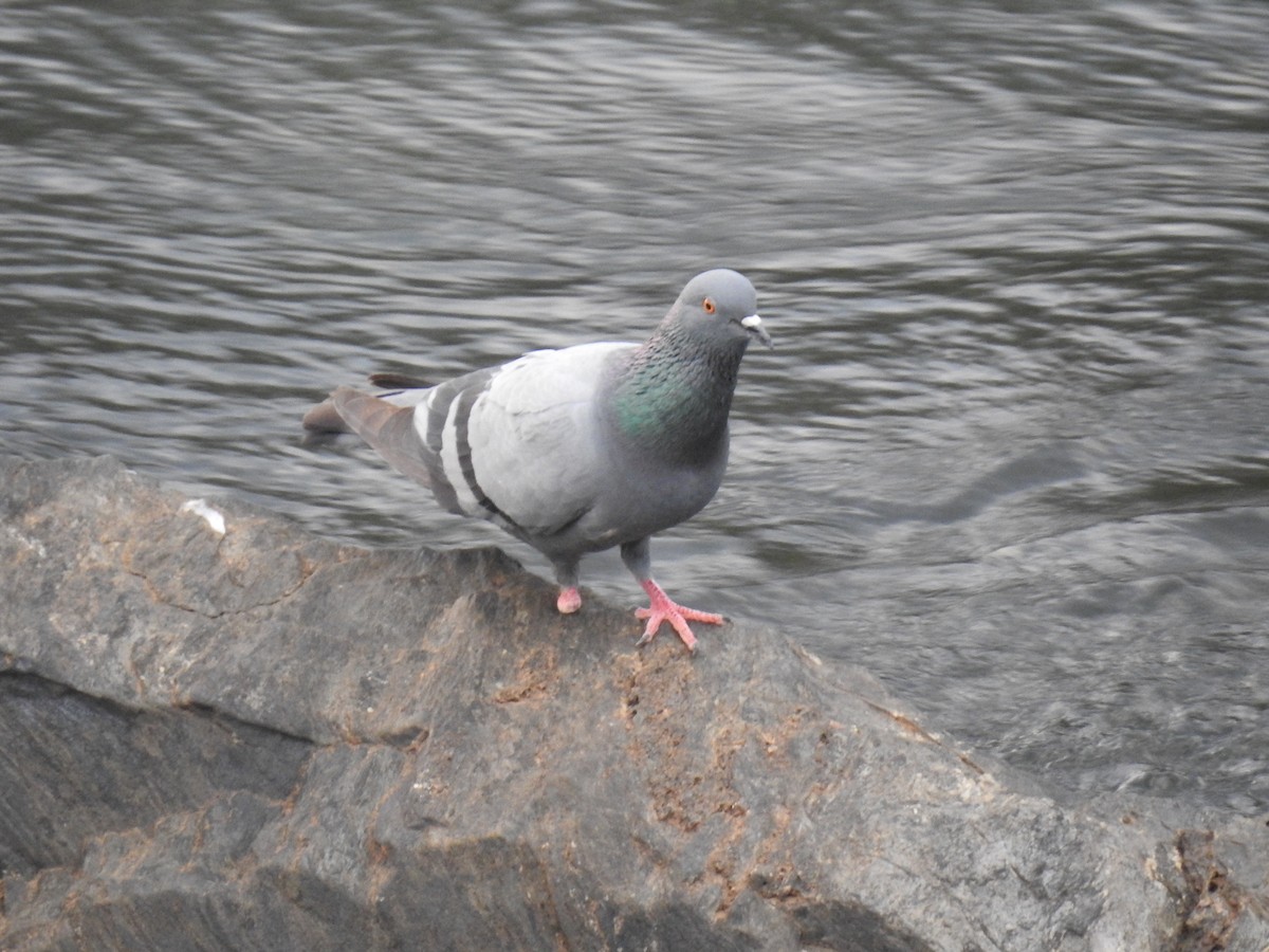 Rock Pigeon (Feral Pigeon) - ML23116531