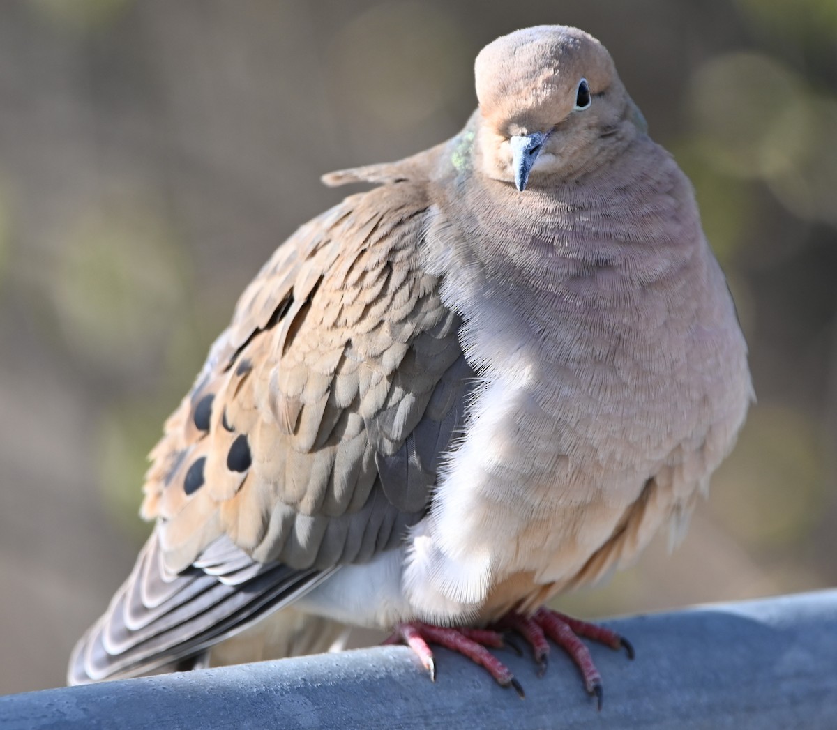 Mourning Dove - ML231165311