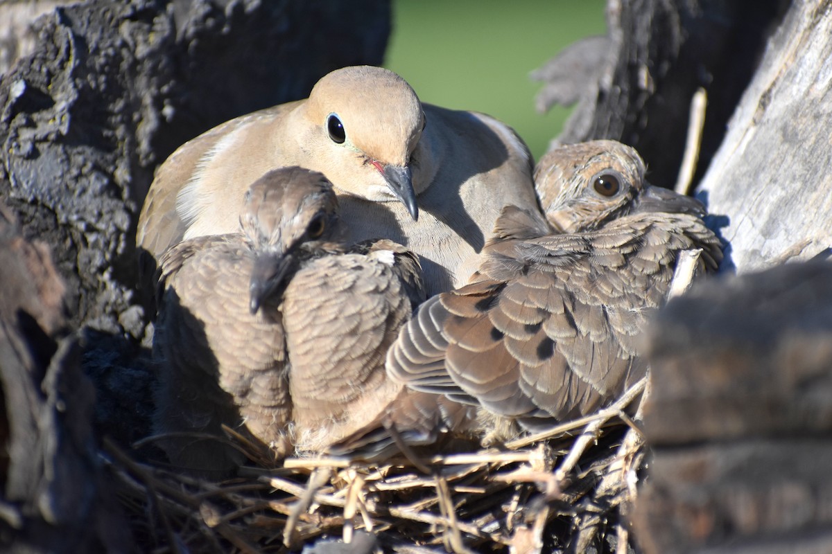 Mourning Dove - Caleb Snarr