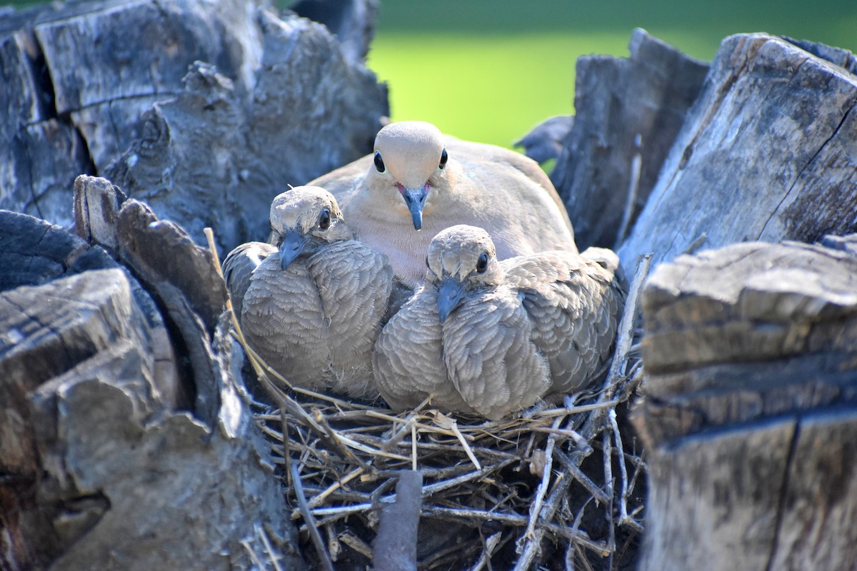 Mourning Dove - Caleb Snarr