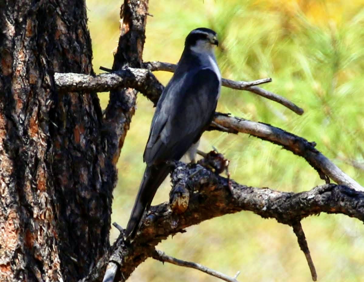 American Goshawk - ML231166781