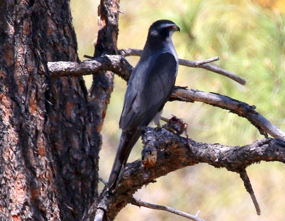 American Goshawk - ML231166901