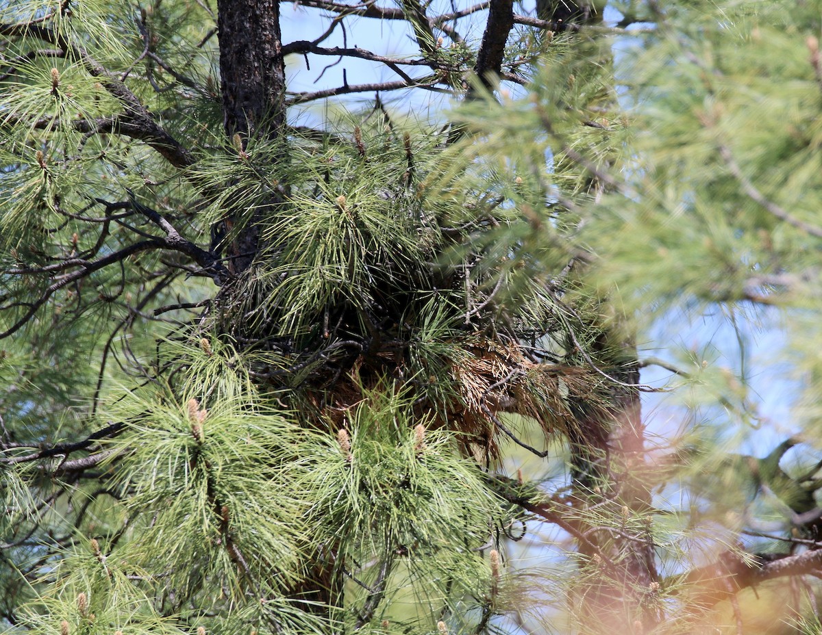 American Goshawk - ML231167201