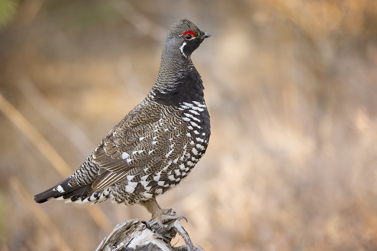 Spruce Grouse - Jeff Dyck