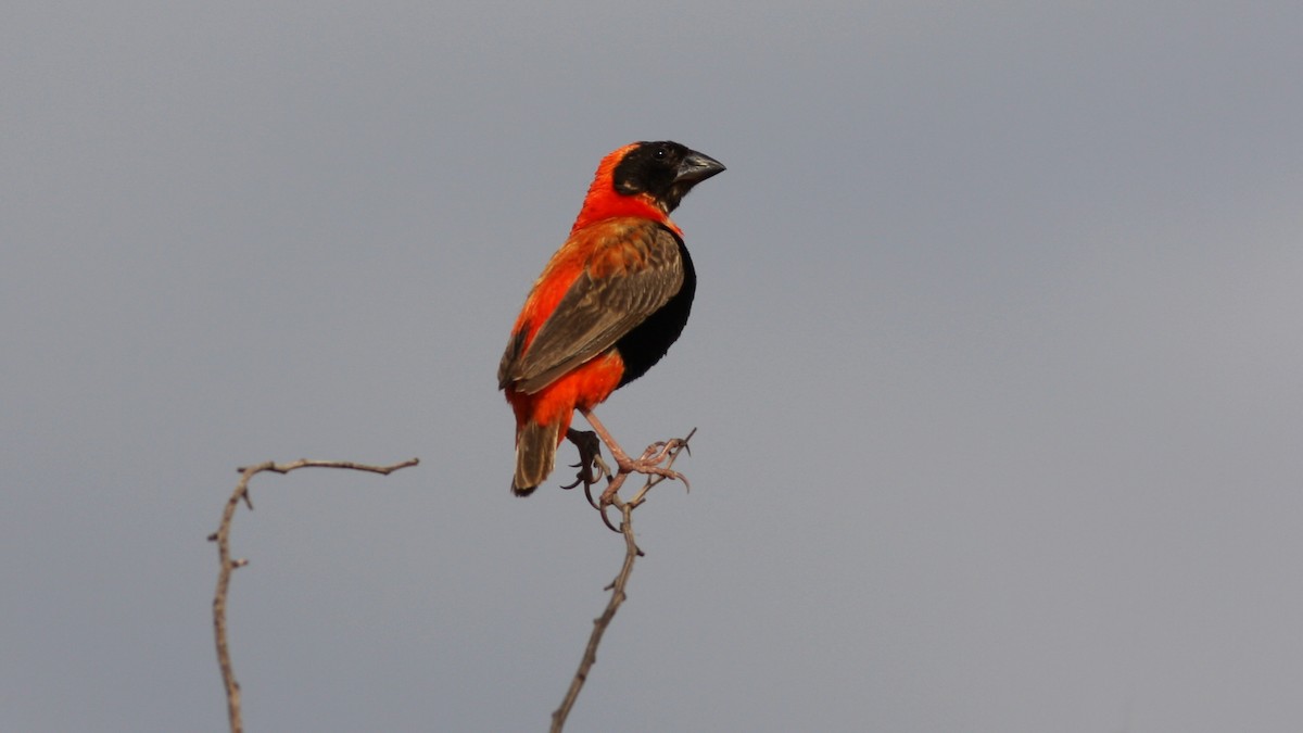 Southern Red Bishop - ML23116841