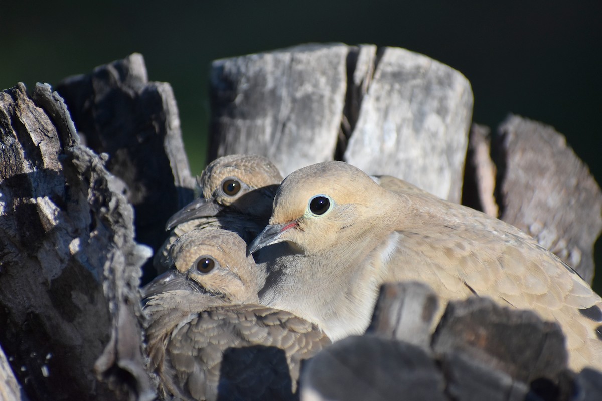 Mourning Dove - Caleb Snarr