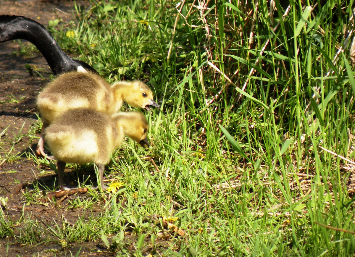 Bernache du Canada - ML231169001