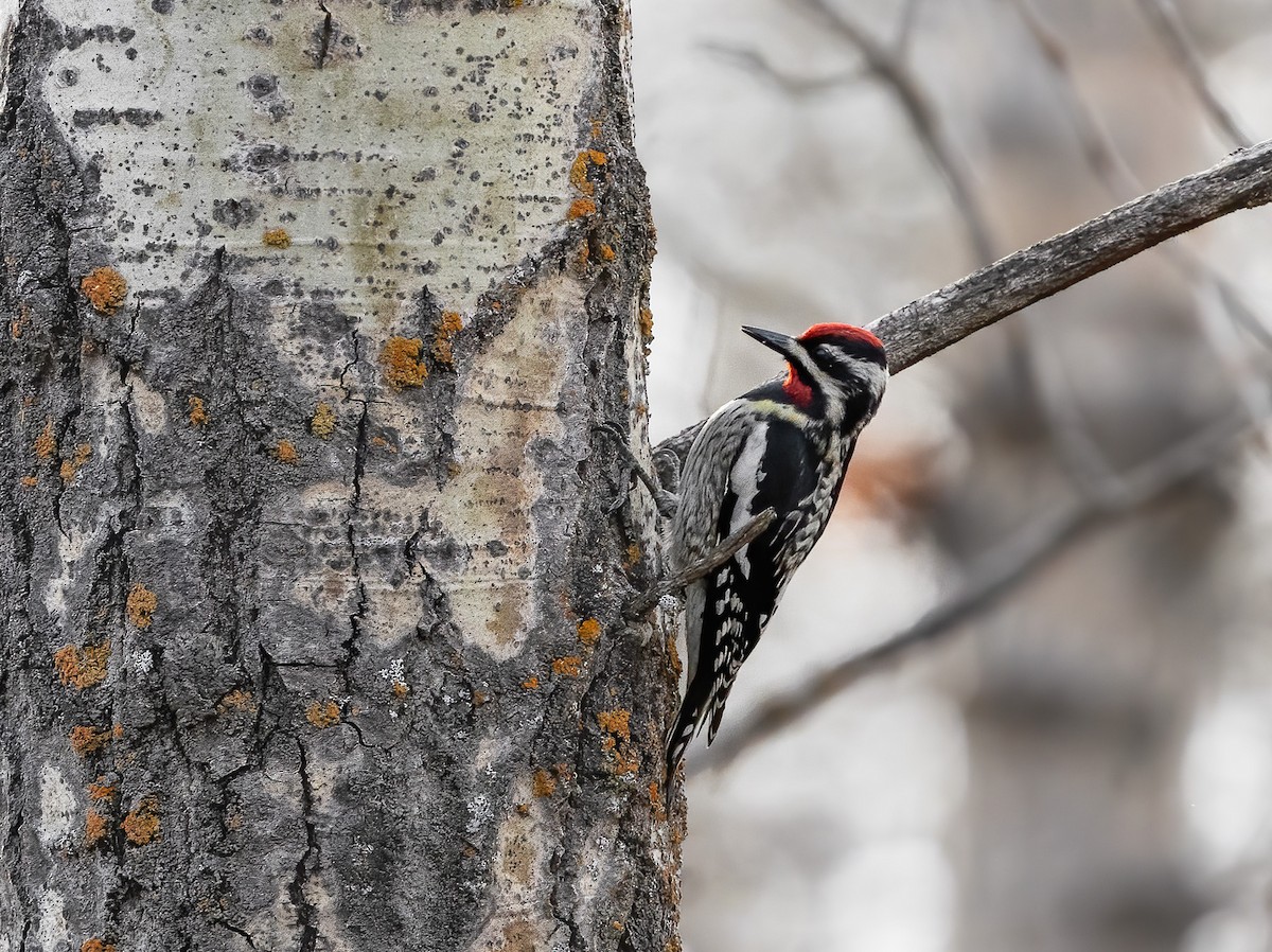 Yellow-bellied Sapsucker - Michelle Barclay