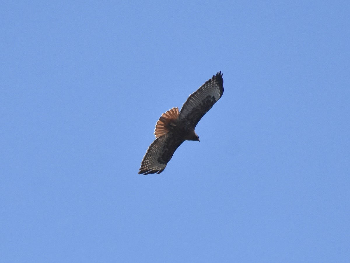 Red-tailed Hawk - ML231169571