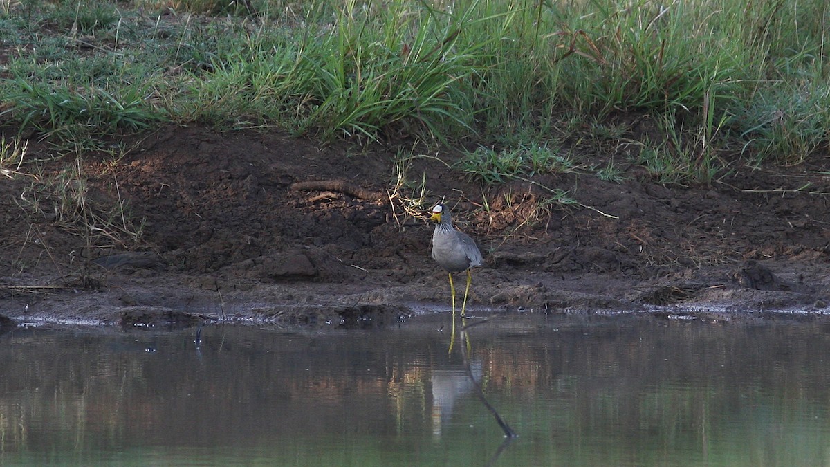 Wattled Lapwing - ML23117221