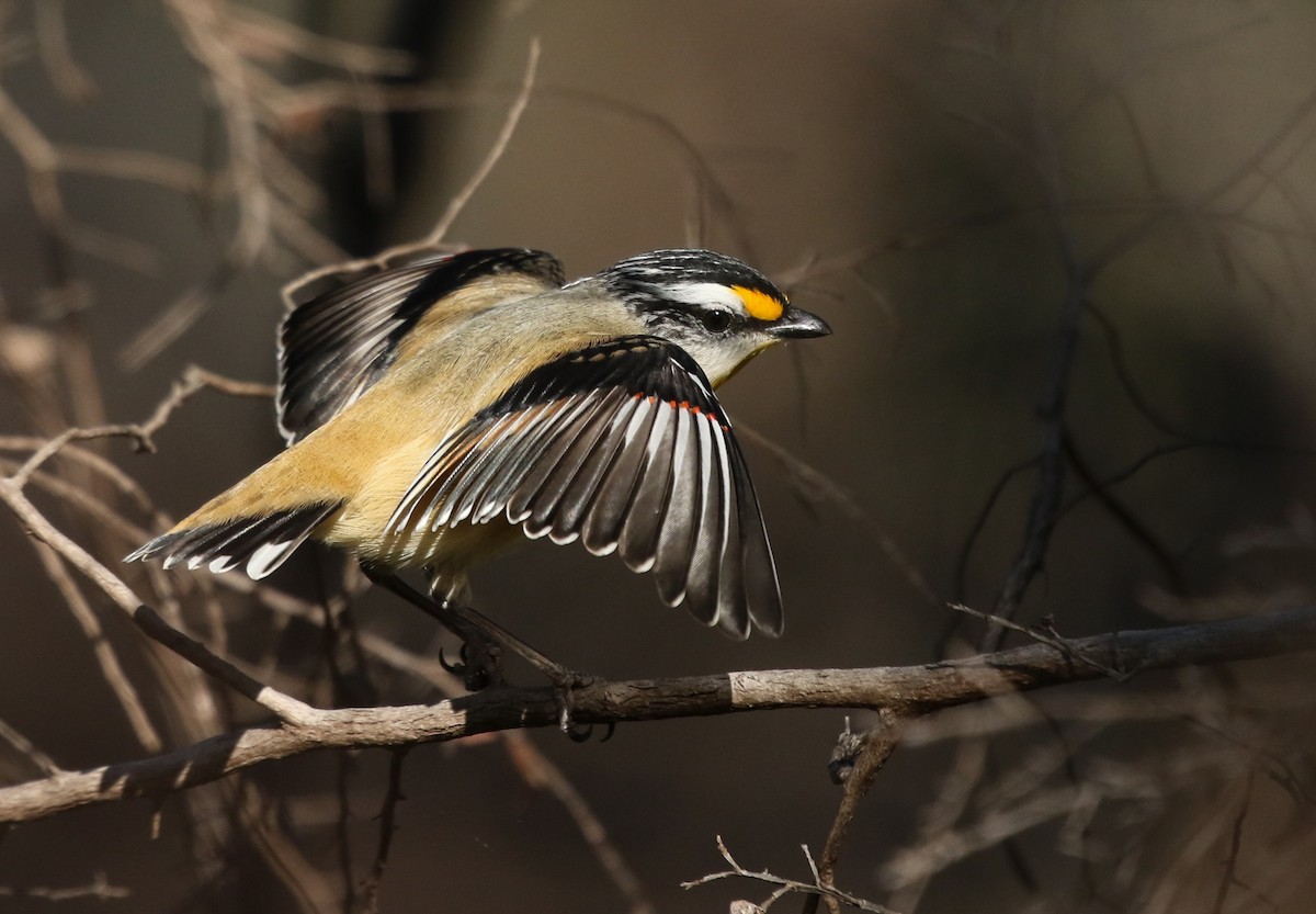 Streifenpanthervogel - ML231174171