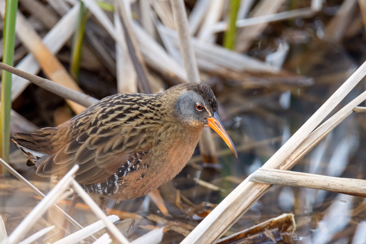 Virginia Rail - Donald Dixon