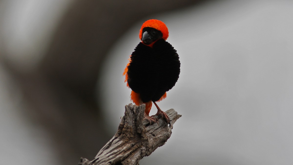 Southern Red Bishop - Daniel Jauvin
