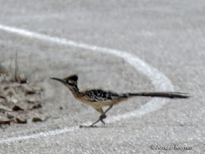 Greater Roadrunner - ML231175701