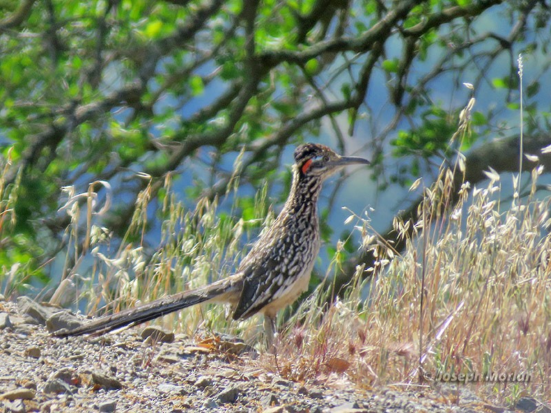 Greater Roadrunner - ML231175721