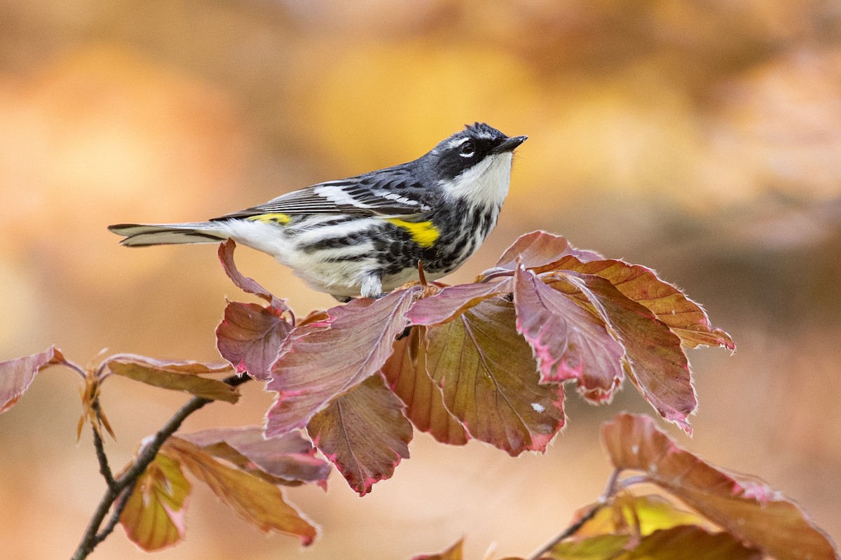 Yellow-rumped Warbler (Myrtle) - ML231175851