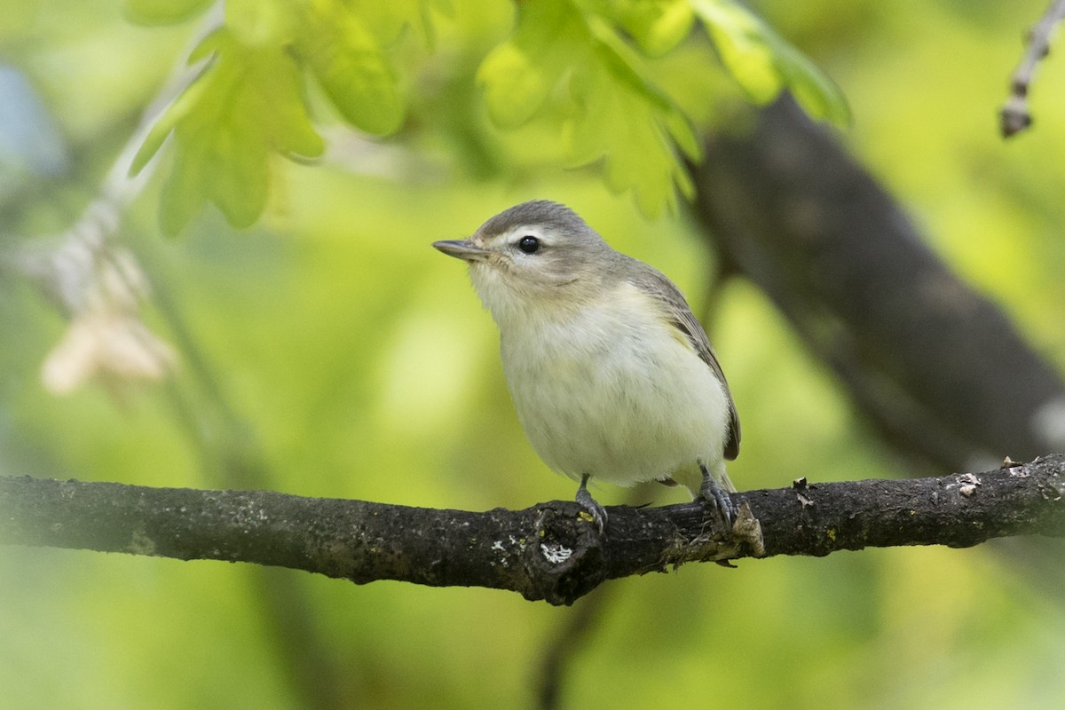 Warbling Vireo - ML231176011