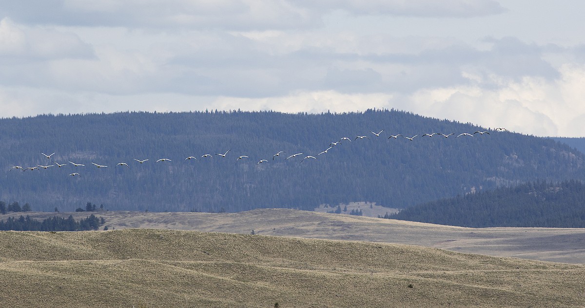 Elur-antzara - ML231176041