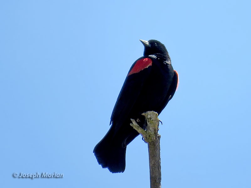 Red-winged Blackbird (California Bicolored) - ML231176091