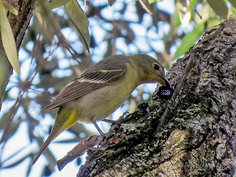 Western Tanager - ML231176231