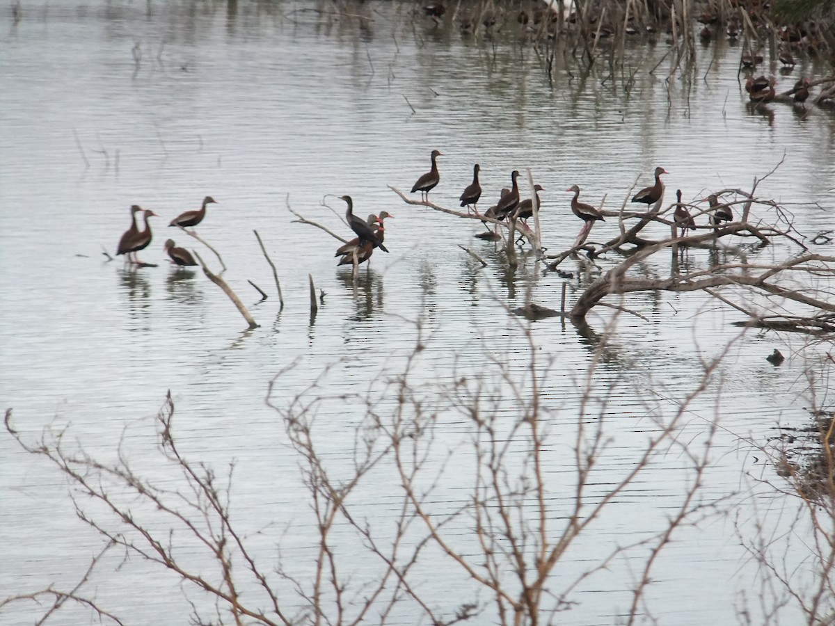 Black-bellied Whistling-Duck - ML231176951
