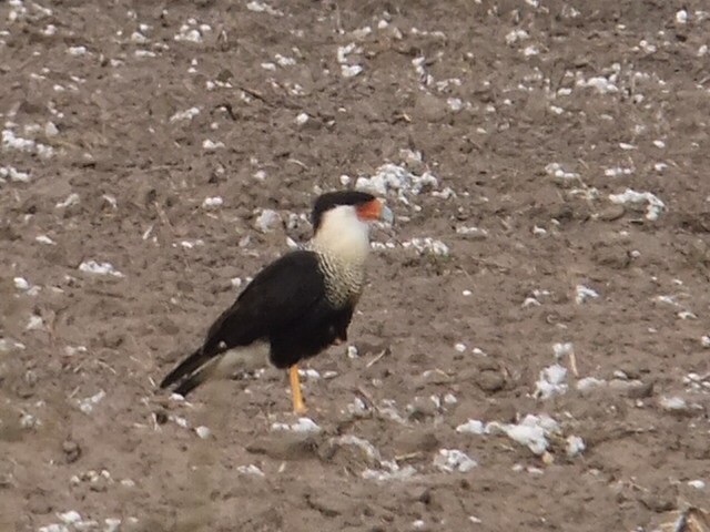 Crested Caracara (Northern) - ML231176961