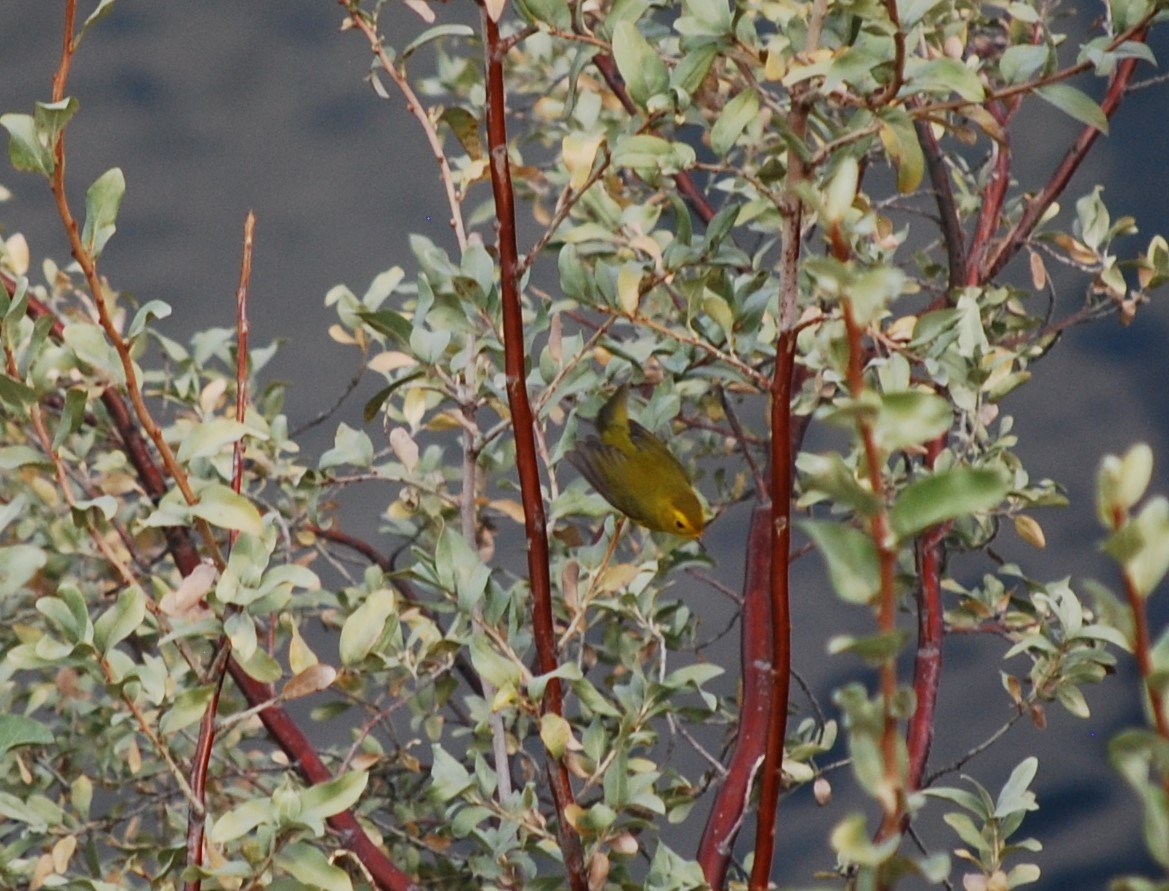 Wilson's Warbler - ML231179151