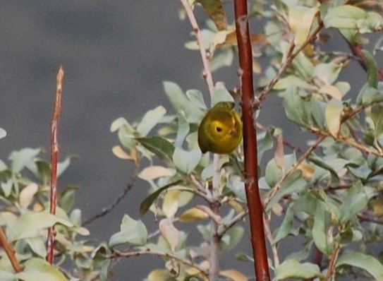 Wilson's Warbler - Joanna  Kane