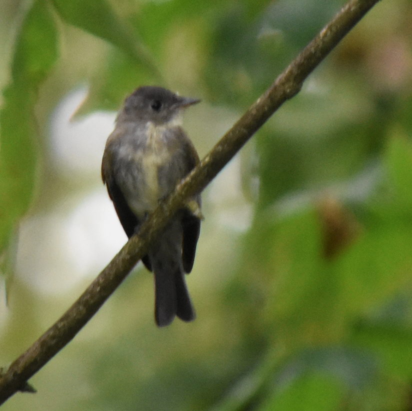 Olive-sided Flycatcher - ML231179251